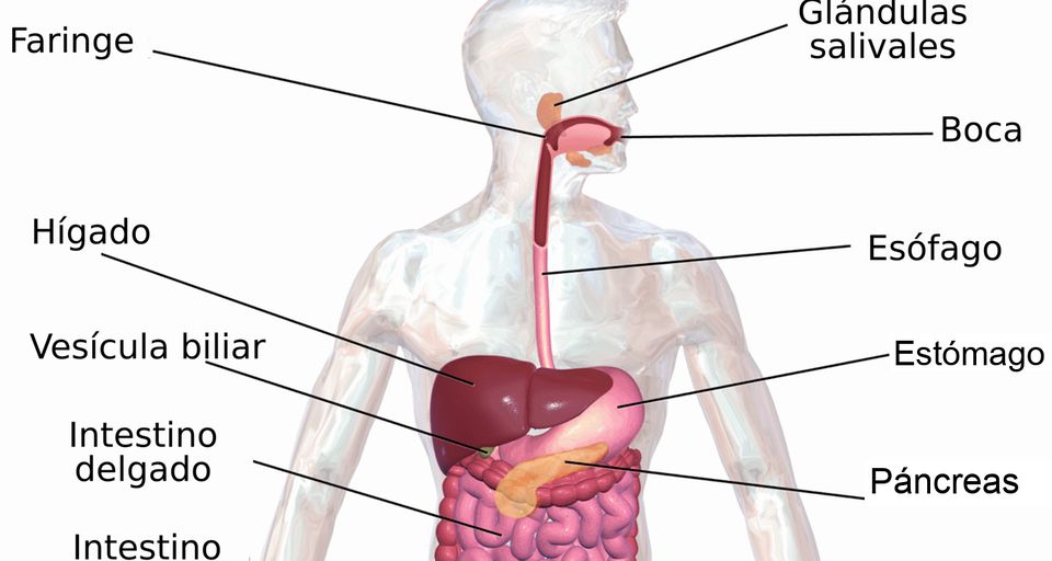 De la boca al ano: Los órganos del sistema digestivo