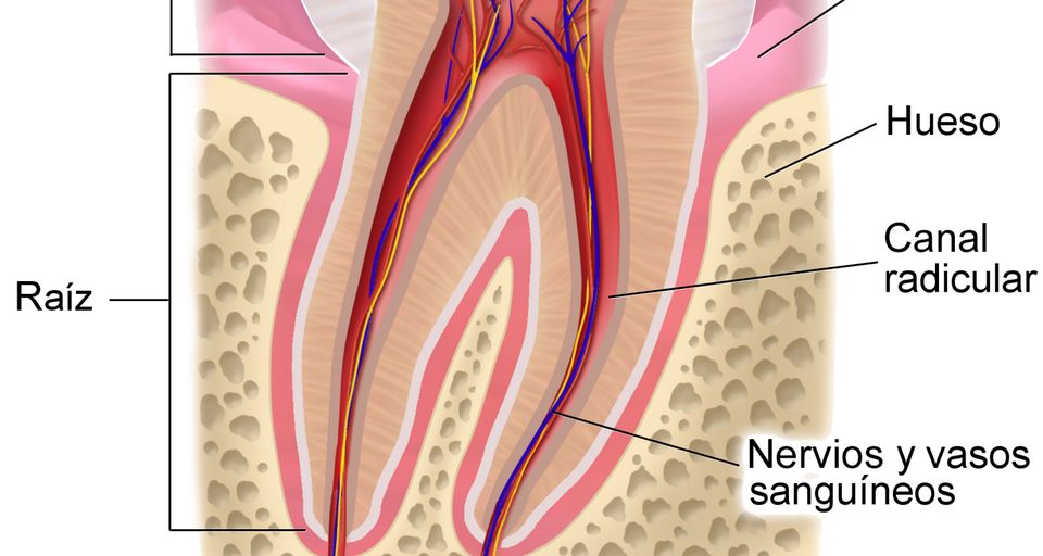 Raíz y periodonto: Hueso, conducto, nervios y vasos