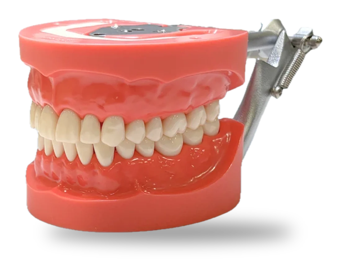 Typodont Nissin visto de lado
